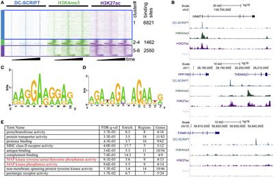 Dendritic Cells Actively Limit Interleukin-10 Production Under Inflammatory Conditions via DC-SCRIPT and Dual-Specificity Phosphatase 4